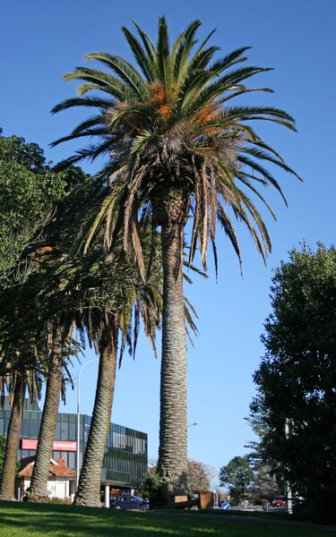 ملف:Phoenix canariensis AK.jpg