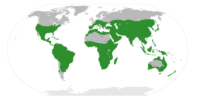 ملف:Rutoideae distribution.svg - المعرفة