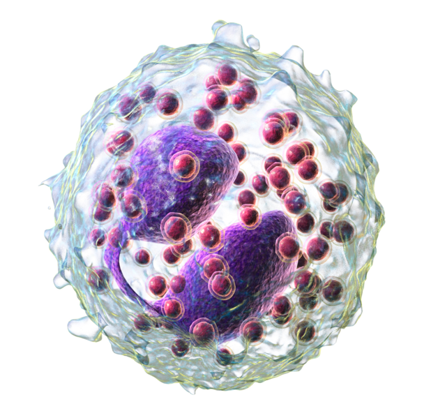 ملف:Blausen 0352 Eosinophil (crop).png