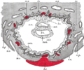 Section through ovum imbedded in the uterine decidua