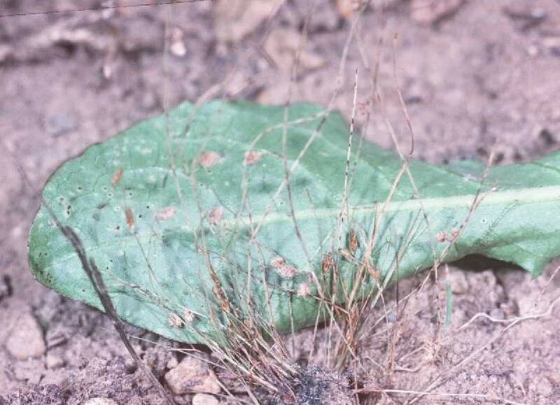 ملف:Lipocarphamicrantha.jpg