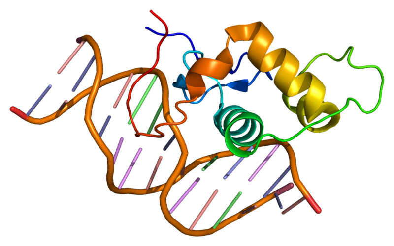 ملف:Protein ESRRA PDB 1lo1.png