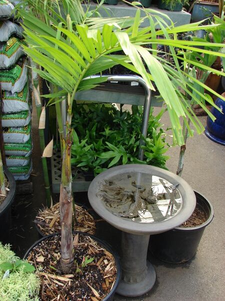 ملف:Starr 070906-8506 Ptychosperma elegans.jpg