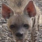 Striped Hyena.jpg