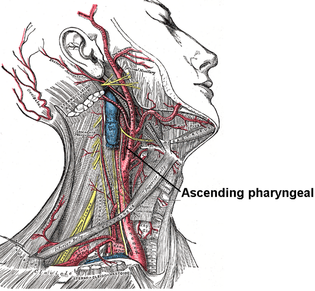 ملف:Ascending pharyngeal.PNG
