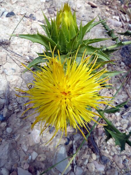 ملف:C. arborescens-1.JPG