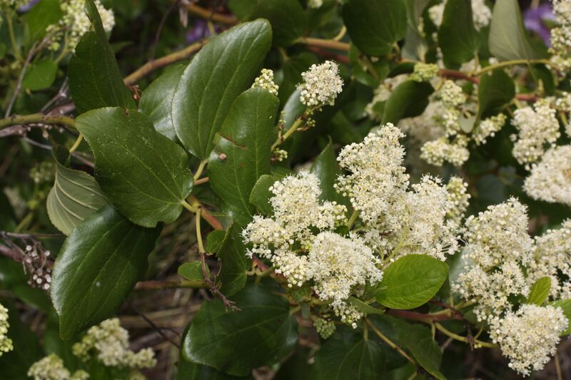 ملف:Ceanothus velutinus 4687.JPG
