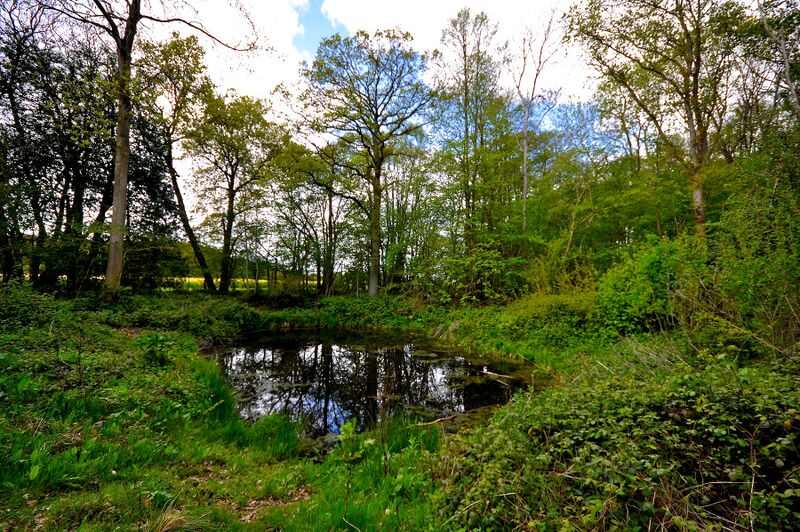 ملف:GrotonWood May2010.jpg