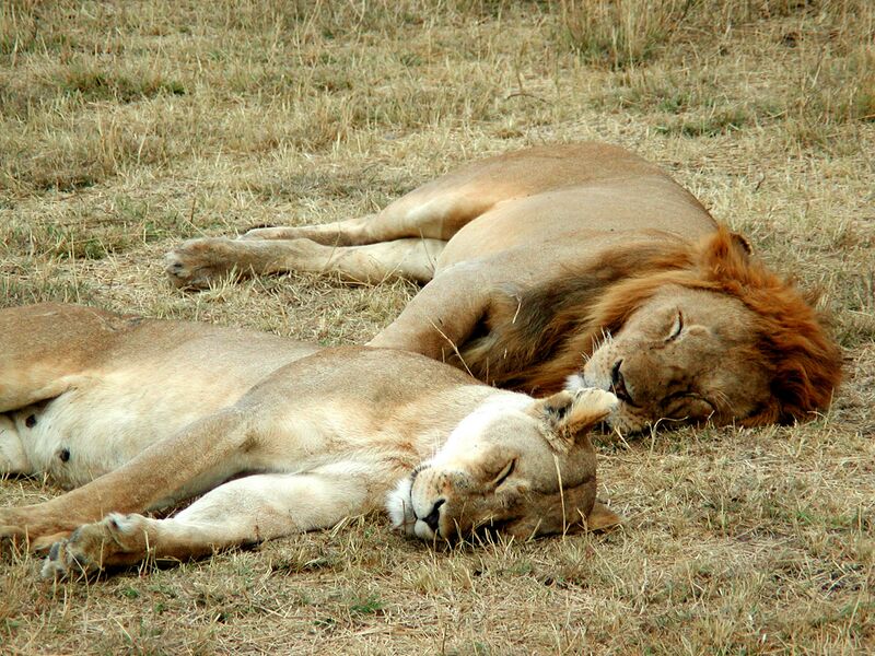 ملف:Lion and lioness sleeping.JPG
