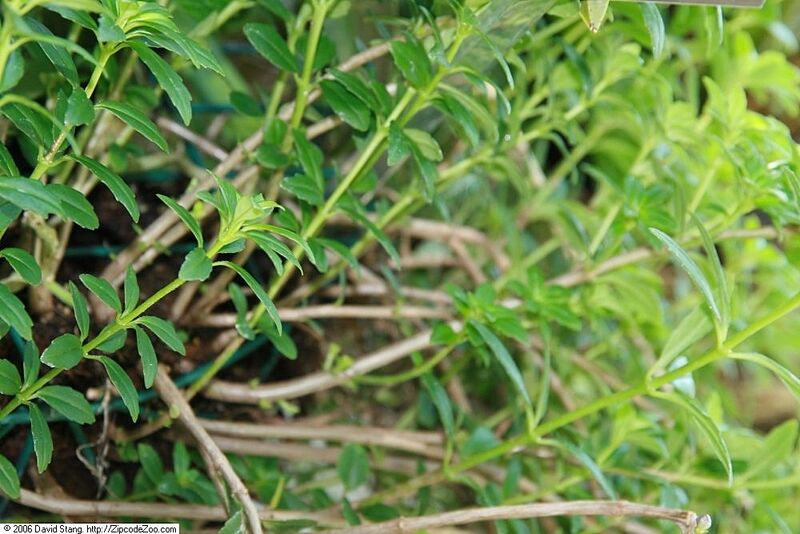 ملف:Lysionotus pauciflorum 1zz.jpg