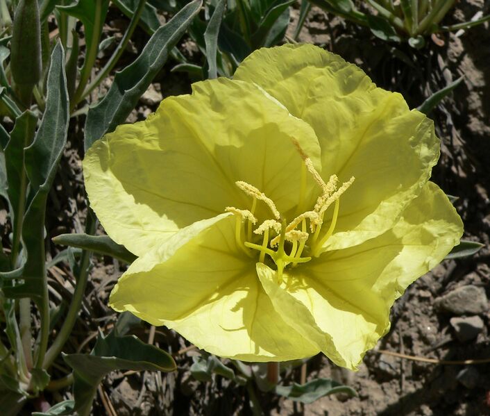 ملف:Oenothera howardii 5.jpg