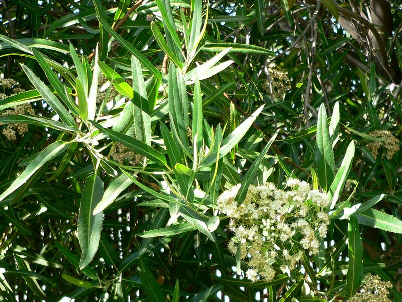 ملف:Vauquelinia californica 1.jpg