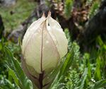 Brahmakamal Kaluvinayak Chamoli Uttarakhand 2014-08-23.jpg