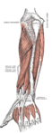 Deep muscles of the posterior forearm