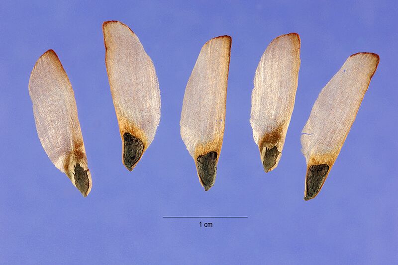 ملف:Pinus clausa seeds.jpg