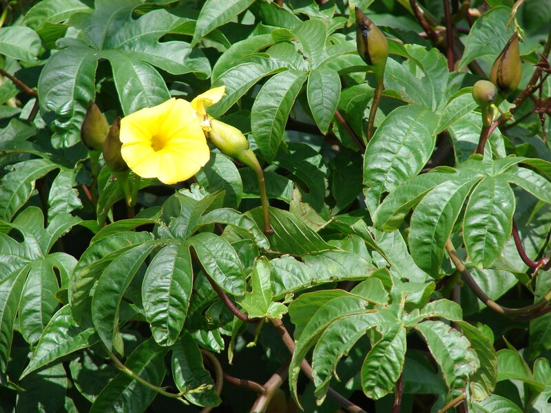 ملف:Starr 070302-5056 Merremia tuberosa.jpg