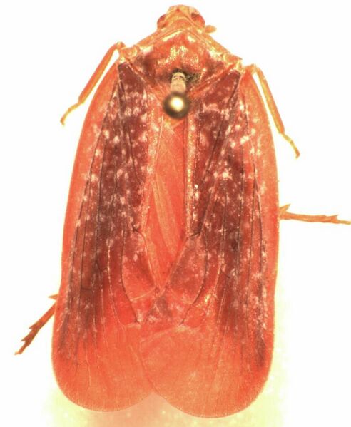 ملف:Achilus flammeus.jpg