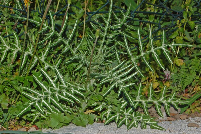 ملف:Asteraceae - Galactites tomentosa.JPG