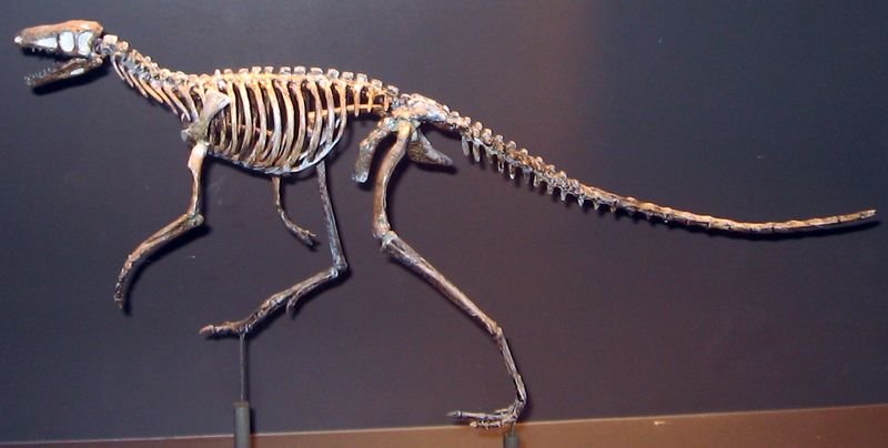 ملف:Marasuchus.JPG