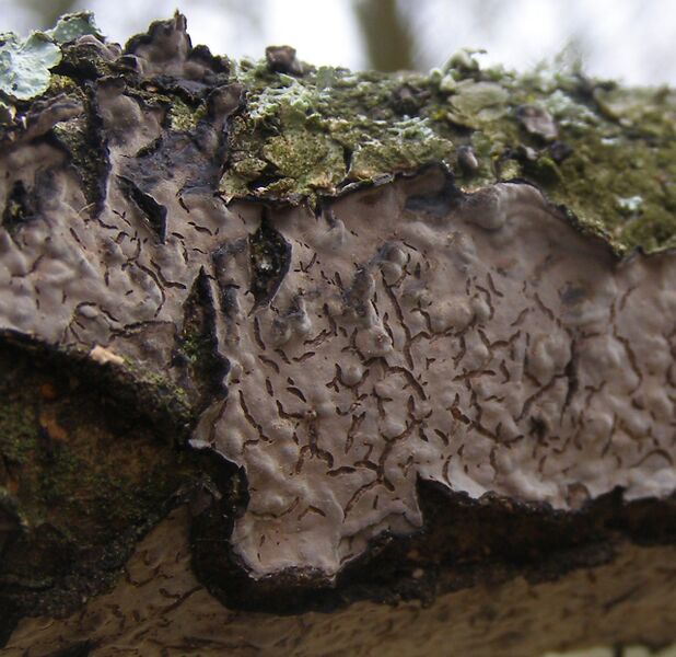 ملف:Peniophora-quercina-Crust-fungus-20110225a.JPG