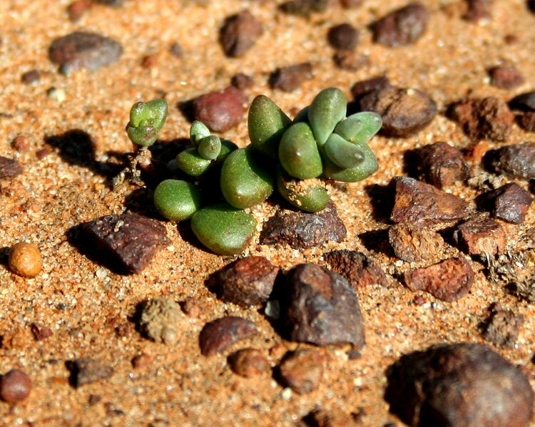 ملف:Short-Leaved Dudleya.JPG