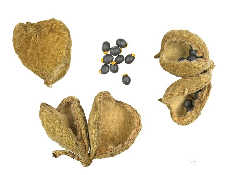 ملف:Sterculia setigera MHNT.BOT.2004.0.226.jpg