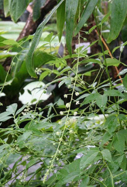 ملف:Tovaria pendula 01.jpg