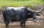 WildWaterBuffalo(Bubalus bubalis arnee).jpg