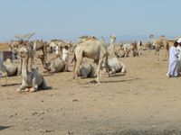 Asch-Schalatin 10.jpg