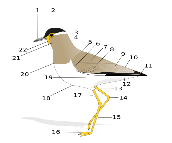 ملف:Birdmorphology.svg