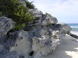 Holocene eolianite deposit on Long Island, The Bahamas. This unit is formed of wind-blown carbonate grains. (2007)