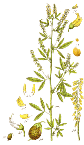 ملف:Melilotus dentatus cleaned Sturm.png