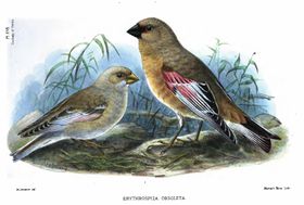 صورة معبرة عن الموضوع عصفور وردي صحراوي