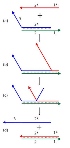 ملف:Strand displacement.svg
