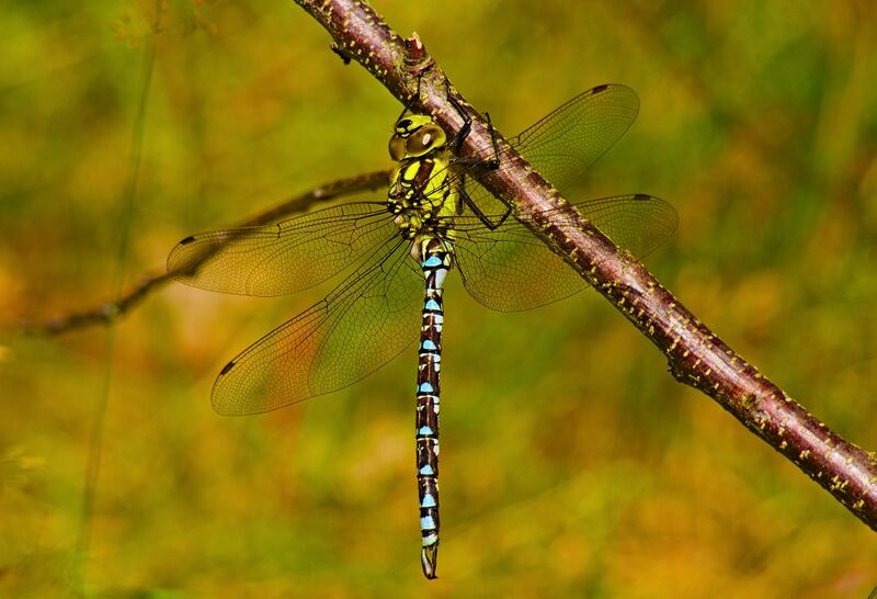 ملف:2013.07.01.-21-Wustrow-Neu Drosedow--Blaugruene Mosaikjungfer-Maennchen.jpg