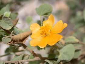 Sweet Indian mallow