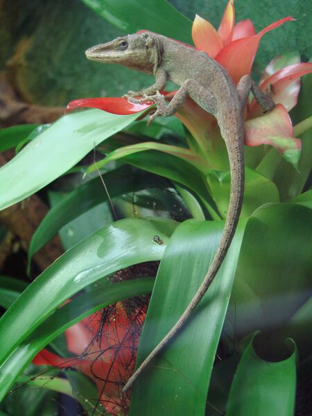 ملف:Anolis carolinensis (Wroclaw zoo).JPG