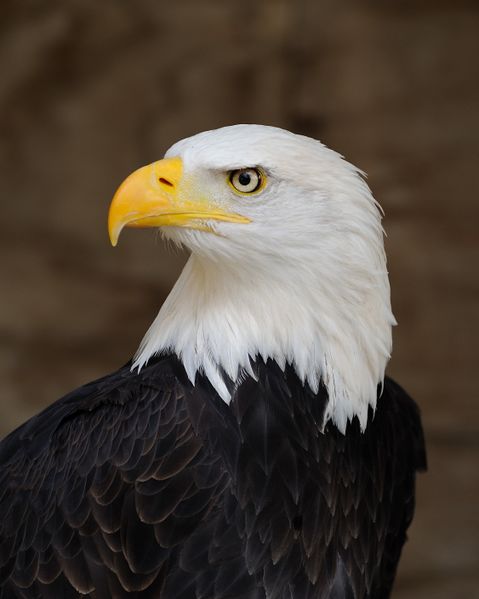 ملف:Bald Eagle Portrait.jpg