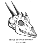A Four-horned antelope skull drawing