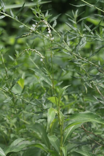 ملف:Persicaria japonica 03.JPG