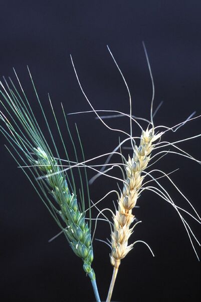ملف:Wheat scab.jpg