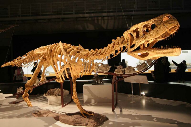 ملف:Aucasaurus.jpg