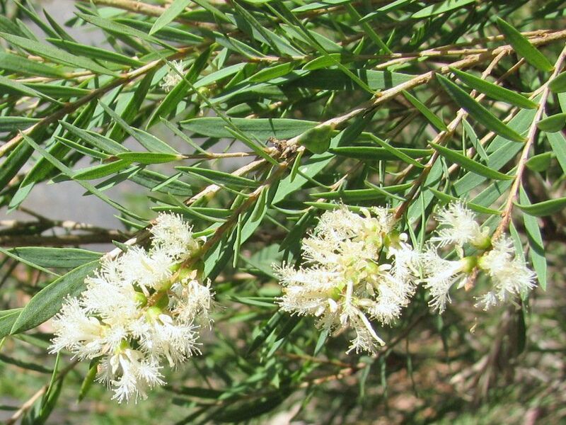 ملف:Melaleuca linariifolia.jpg