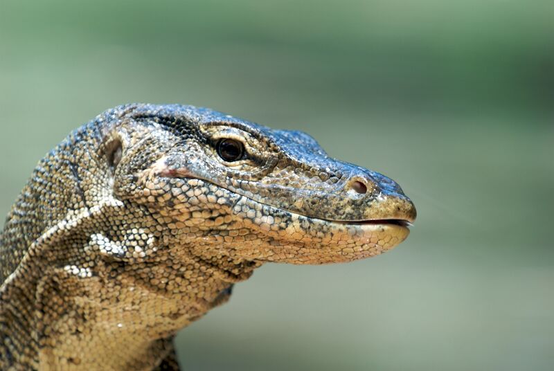 ملف:Monitor Lizard (3679435488).jpg