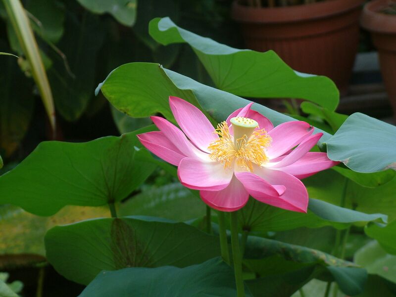 ملف:Nelumbo nucifera RB2.JPG