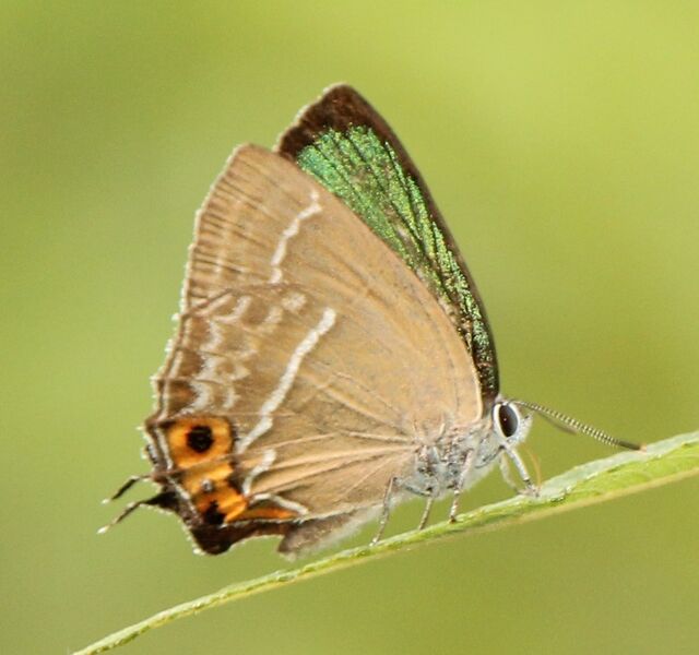 ملف:Neozephyrus japonicus male.JPG