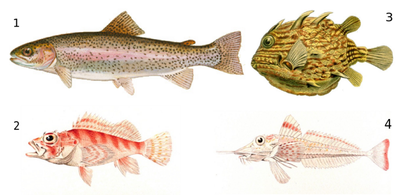 ملف:Osteichthyes-examples.png