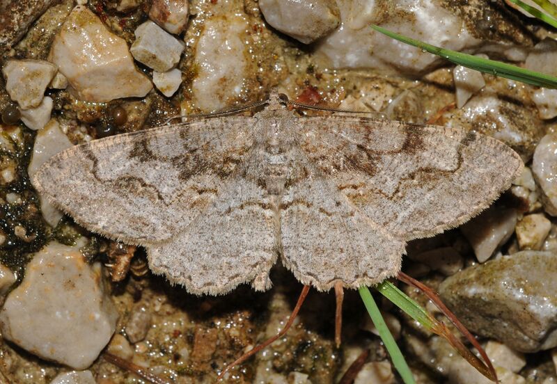 ملف:Alcis repandata Buchstein01.jpg