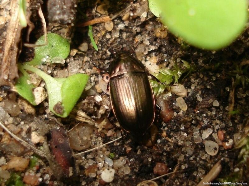 ملف:Amara (Amara) aenea.JPG