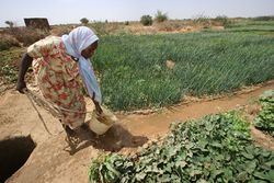 مزارعة تروي المحاصيل في شمال دارفور.